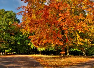 autumn tree